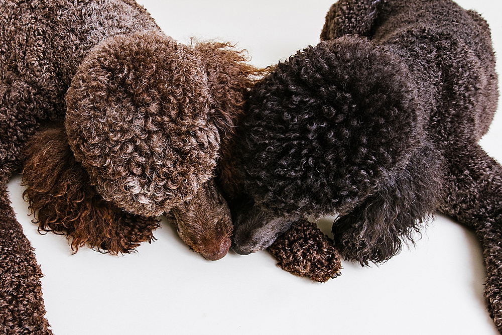 Katie Ballantine Photography. Frederick Maryland dog photographer. Frederick dog portraits. New Market dog photography. Poodle portraits. Maryland dog photography. Dog studio portraits.