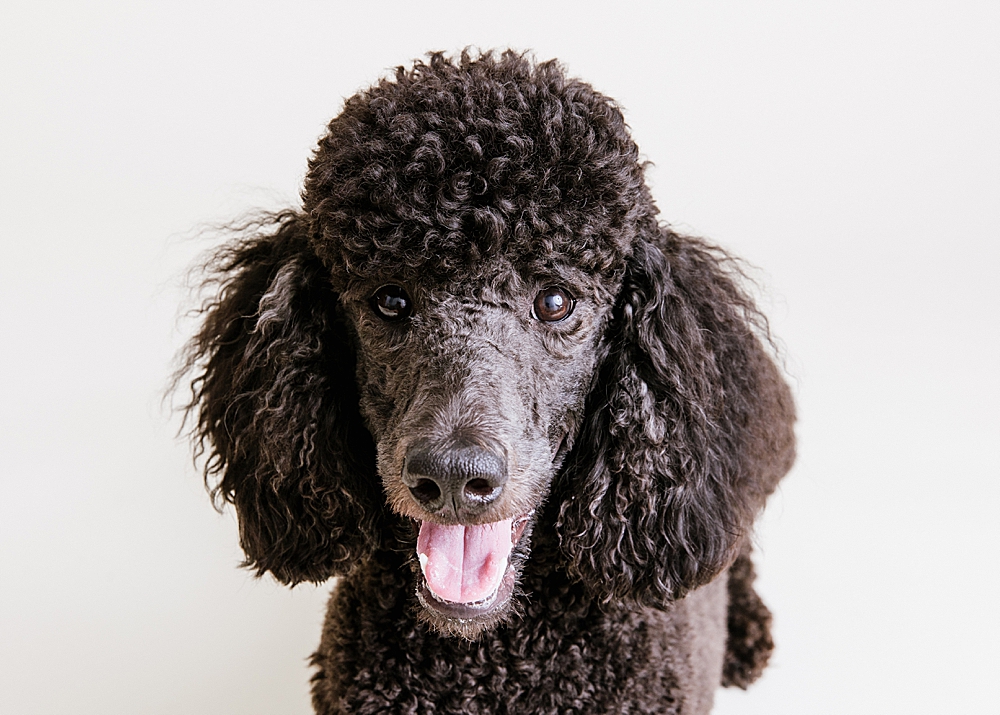 Katie Ballantine Photography. Frederick Maryland dog photographer. Frederick dog portraits. New Market dog photography. Poodle portraits. Maryland dog photography. Dog studio portraits.