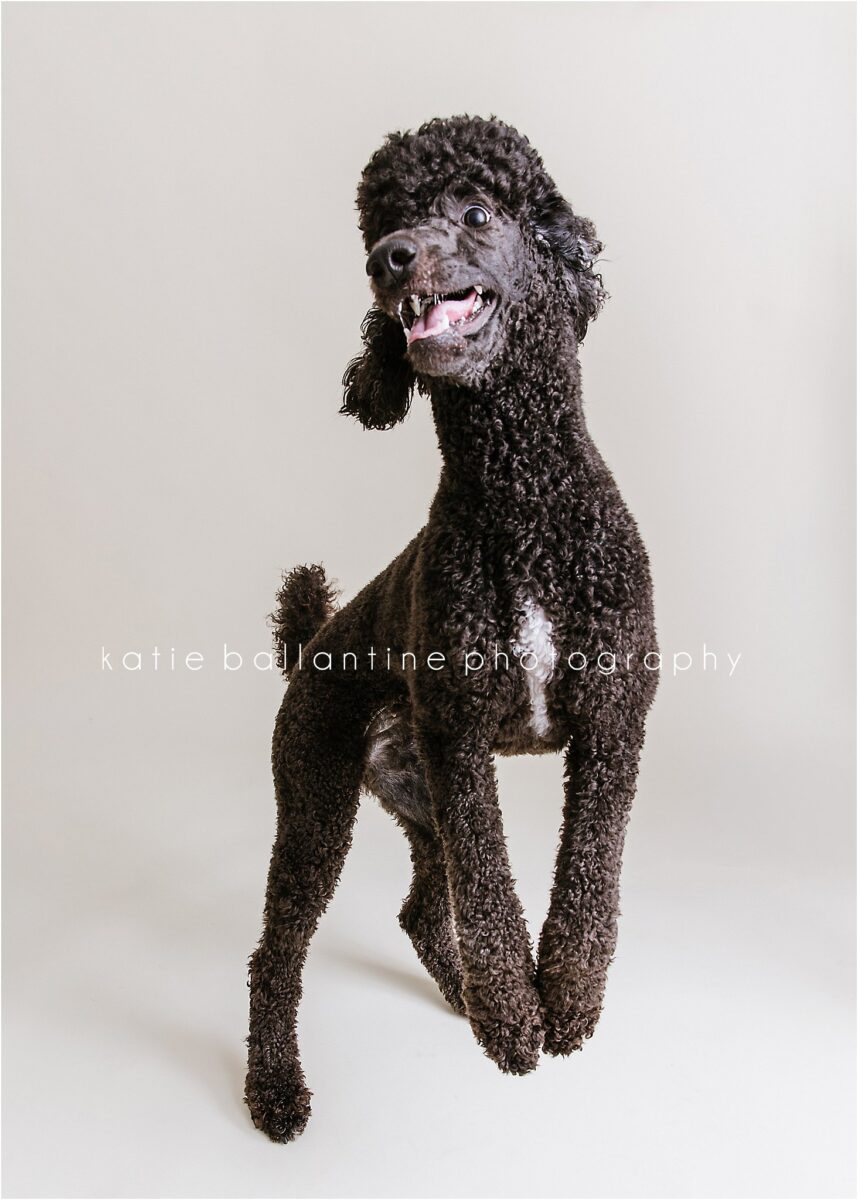 Katie Ballantine Photography. Frederick Maryland dog photographer. Frederick dog portraits. New Market dog photography. Poodle portraits. Maryland dog photography. Dog studio portraits.