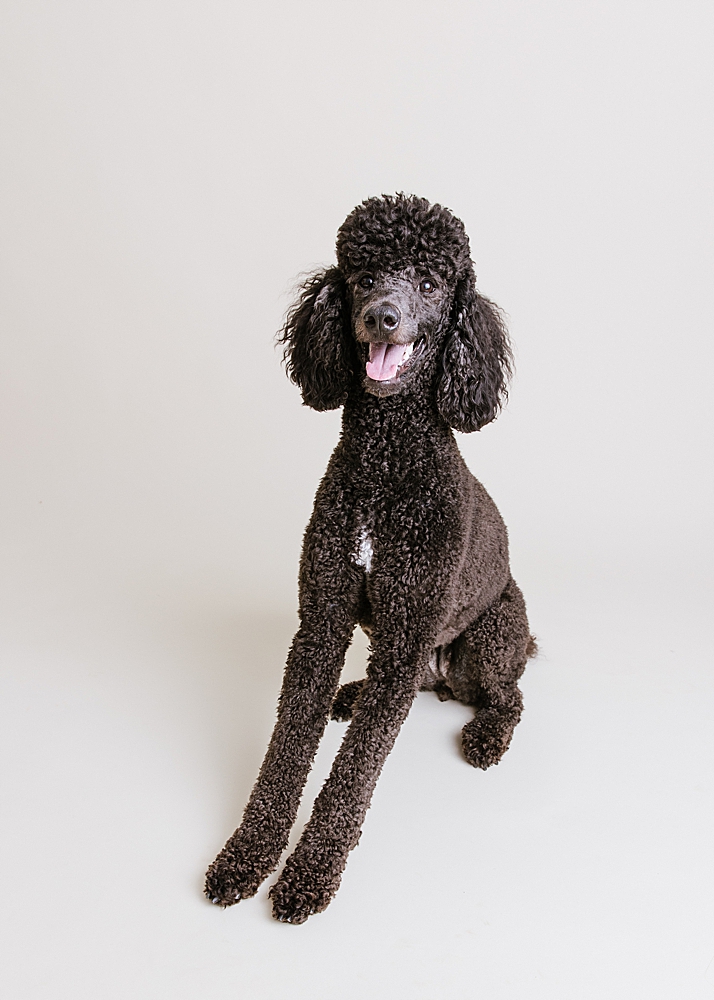 Katie Ballantine Photography. Frederick Maryland dog photographer. Frederick dog portraits. New Market dog photography. Poodle portraits. Maryland dog photography. Dog studio portraits.