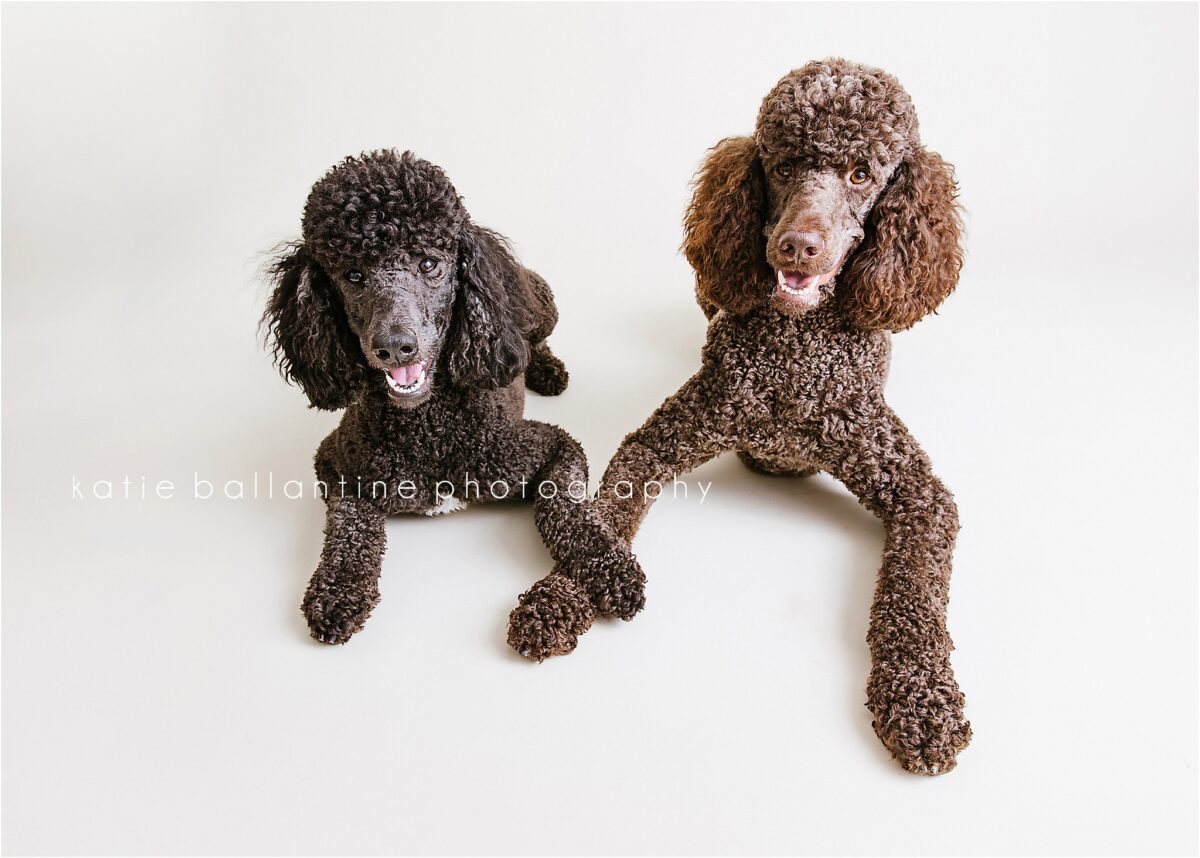 Katie Ballantine Photography. Frederick Maryland dog photographer. Frederick dog portraits. New Market dog photography. Poodle portraits. Maryland dog photography. Dog studio portraits.