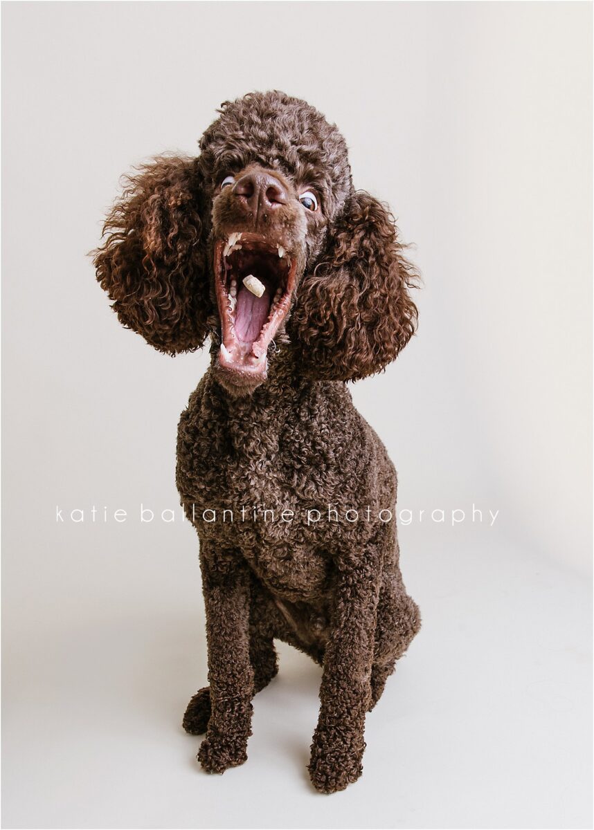 Katie Ballantine Photography. Frederick Maryland dog photographer. Frederick dog portraits. New Market dog photography. Poodle portraits. Maryland dog photography. Dog studio portraits.