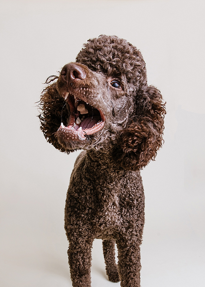 Katie Ballantine Photography. Frederick Maryland dog photographer. Frederick dog portraits. New Market dog photography. Poodle portraits. Maryland dog photography. Dog studio portraits.