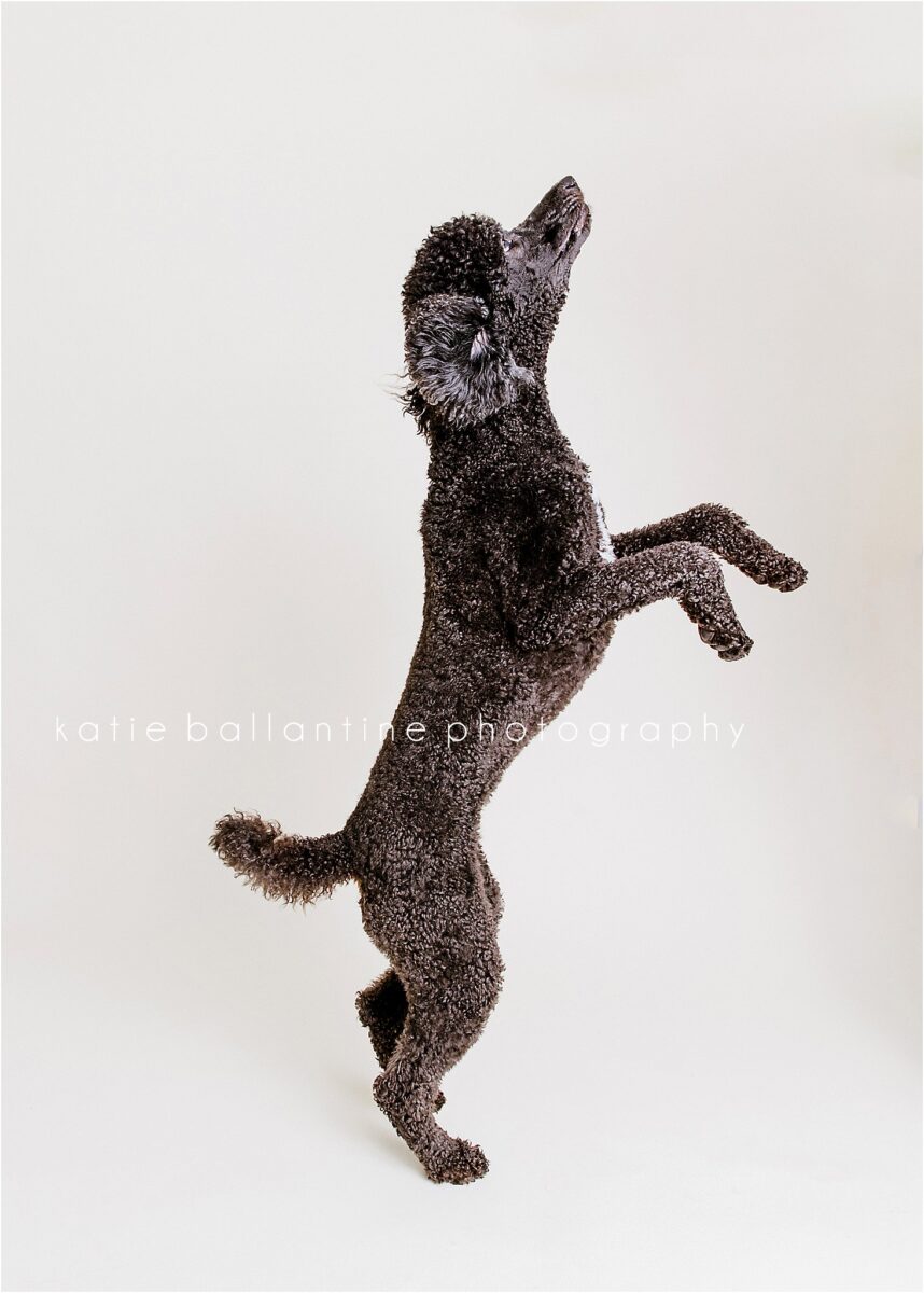 Katie Ballantine Photography. Frederick Maryland dog photographer. Frederick dog portraits. New Market dog photography. Poodle portraits. Maryland dog photography. Dog studio portraits.