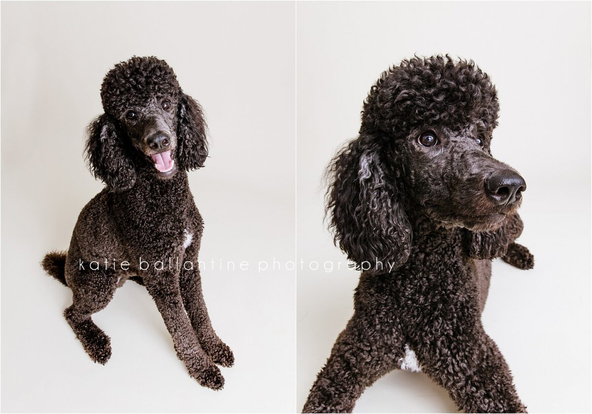 Katie Ballantine Photography. Frederick Maryland dog photographer. Frederick dog portraits. New Market dog photography. Poodle portraits. Maryland dog photography. Dog studio portraits.