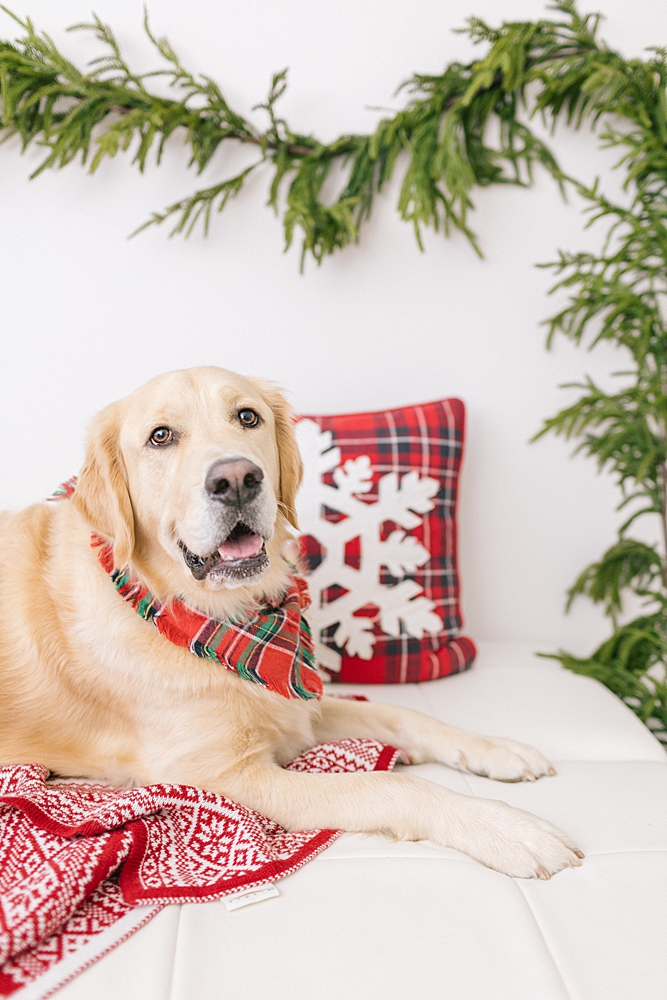 Katie Ballantine Photography. New Market dog photographer. New Market Christmas portraits. Frederick dog Photographer