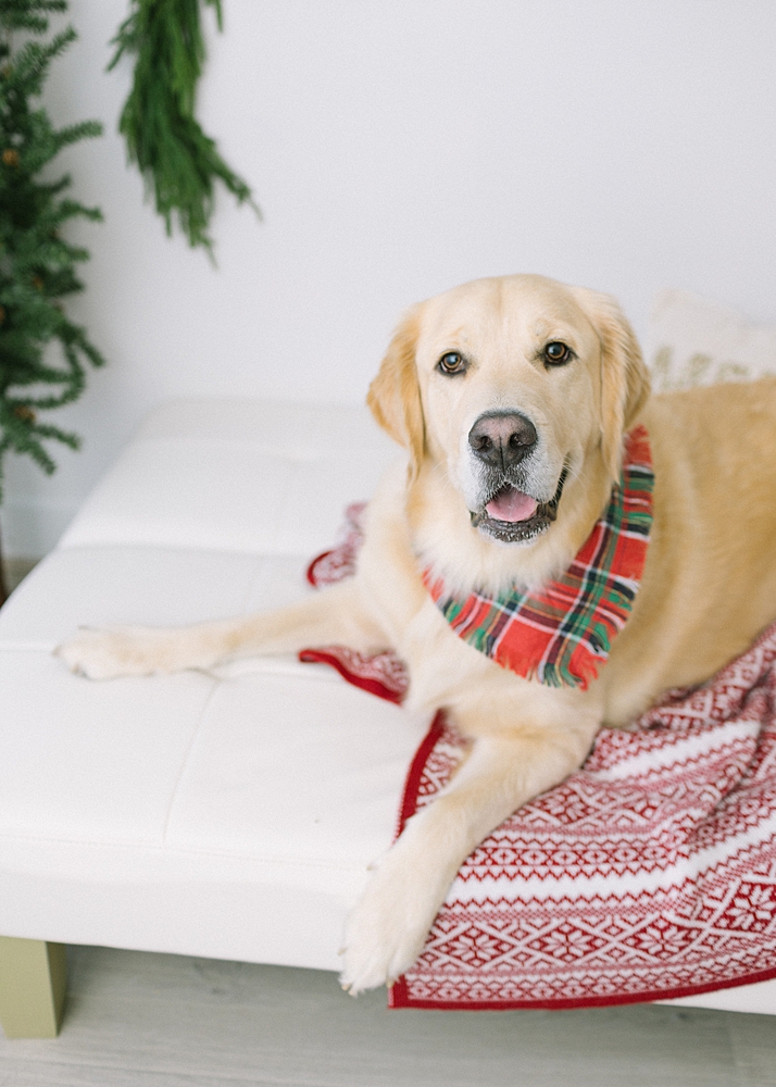 Katie Ballantine Photography. New Market dog photographer. New Market Christmas portraits. Frederick dog Photographer