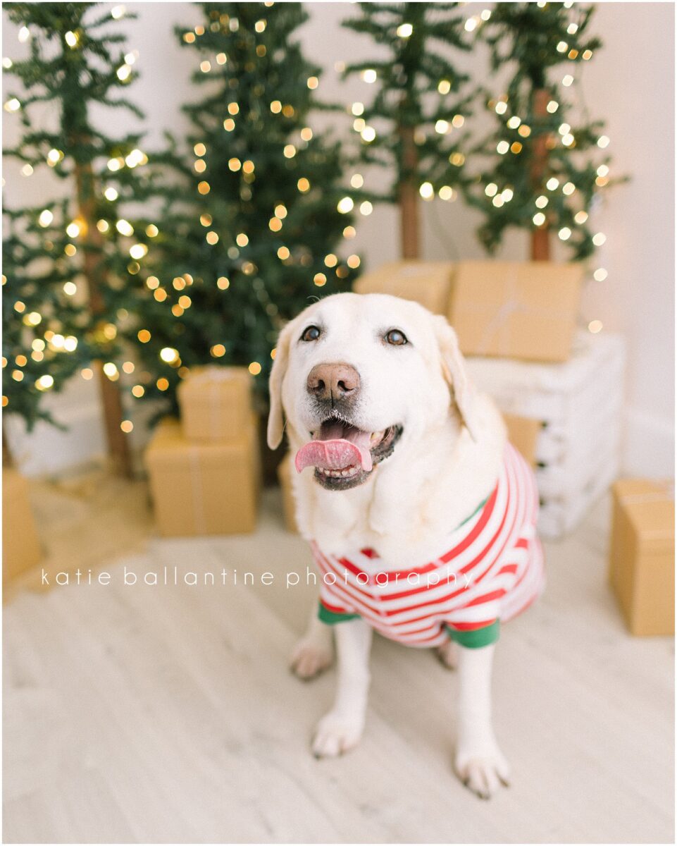 Katie Ballantine Photography. Frederick child photographer new market child photographer. new market christmas minis. new market child portraits. new market dog photographer.