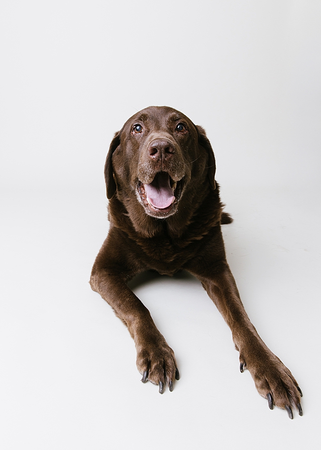 New Market Dog Photographer. Frederick Dog Photographer. Frederick dog photography. new market dog photography. maryland dog portraits. maryland dog photographer. treat catching photography. Katie Ballantine Photography dog portraits. new market puppy photographer