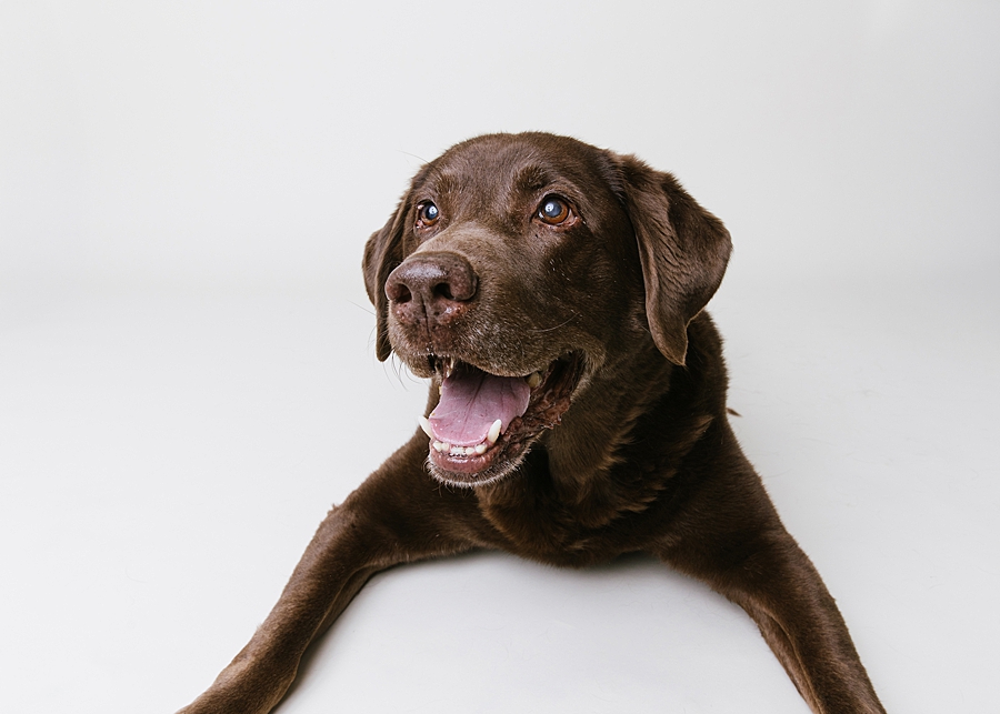 New Market Dog Photographer. Frederick Dog Photographer. Frederick dog photography. new market dog photography. maryland dog portraits. maryland dog photographer. treat catching photography. Katie Ballantine Photography dog portraits. new market puppy photographer