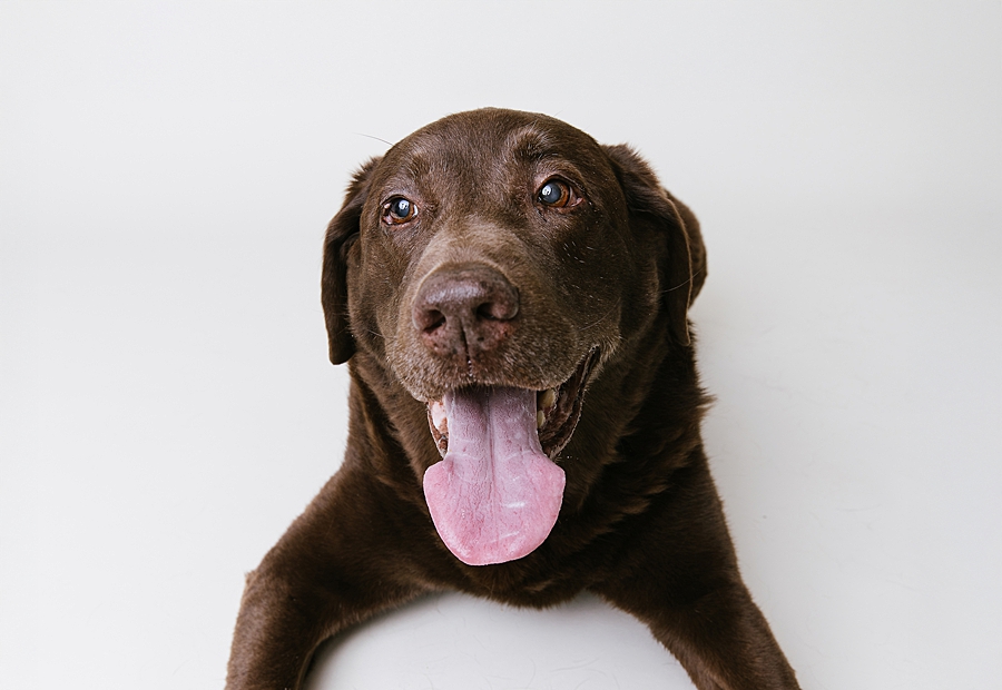 New Market Dog Photographer. Frederick Dog Photographer. Frederick dog photography. new market dog photography. maryland dog portraits. maryland dog photographer. treat catching photography. Katie Ballantine Photography dog portraits. new market puppy photographer