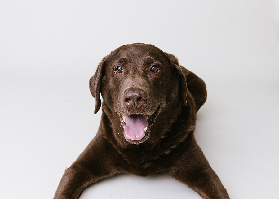  New Market Dog Photographer. Frederick Dog Photographer. Frederick dog photography. new market dog photography. maryland dog portraits. maryland dog photographer. treat catching photography. Katie Ballantine Photography dog portraits. new market puppy photographer