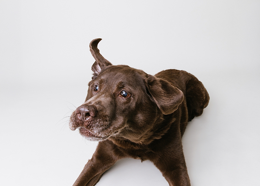 New Market Dog Photographer. Frederick Dog Photographer. Frederick dog photography. new market dog photography. maryland dog portraits. maryland dog photographer. treat catching photography. Katie Ballantine Photography dog portraits. new market puppy photographer