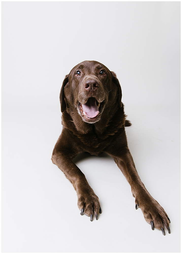 Katie Ballantine Photography. Best Frederick dog photographer. Best maryland dog photography. Frederick dog photography.  New market dog photographer. new market dogs.  frederick dog portraits.
