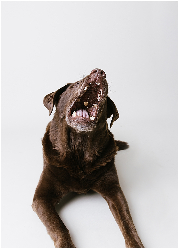 Katie Ballantine Photography. Best Frederick dog photographer. Best maryland dog photography. Frederick dog photography.  New market dog photographer. new market dogs.  frederick dog portraits.