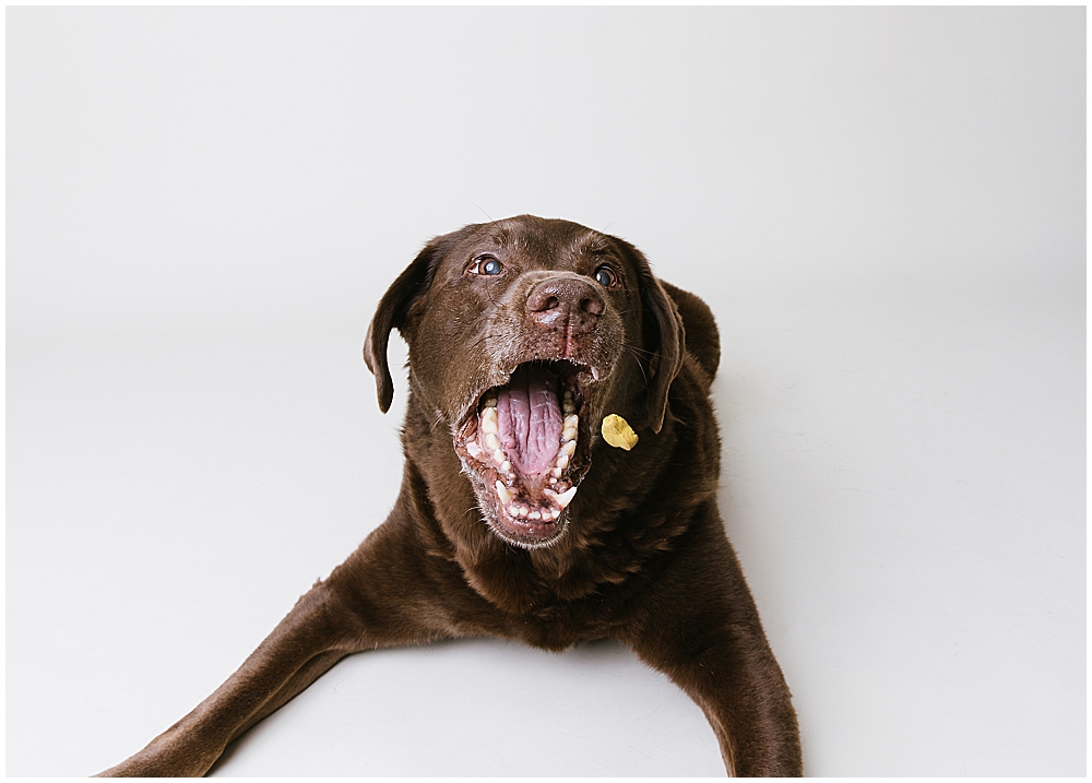 Katie Ballantine Photography. Best Frederick dog photographer. Best maryland dog photography. Frederick dog photography.  New market dog photographer. new market dogs.  frederick dog portraits.