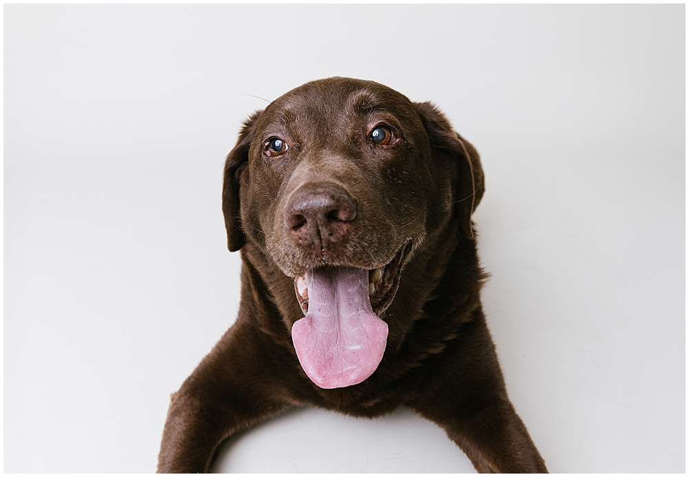 Katie Ballantine Photography. Best Frederick dog photographer. Best maryland dog photography. Frederick dog photography.  New market dog photographer. new market dogs.  frederick dog portraits.
