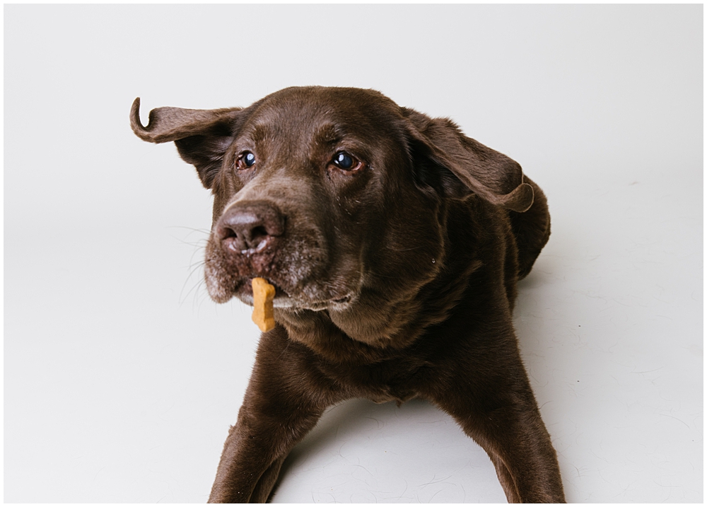 Katie Ballantine Photography. Best Frederick dog photographer. Best maryland dog photography. Frederick dog photography.  New market dog photographer. new market dogs.  frederick dog portraits.