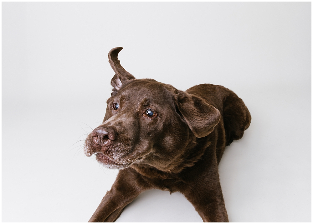 Katie Ballantine Photography. Best Frederick dog photographer. Best maryland dog photography. Frederick dog photography.  New market dog photographer. new market dogs.  frederick dog portraits.