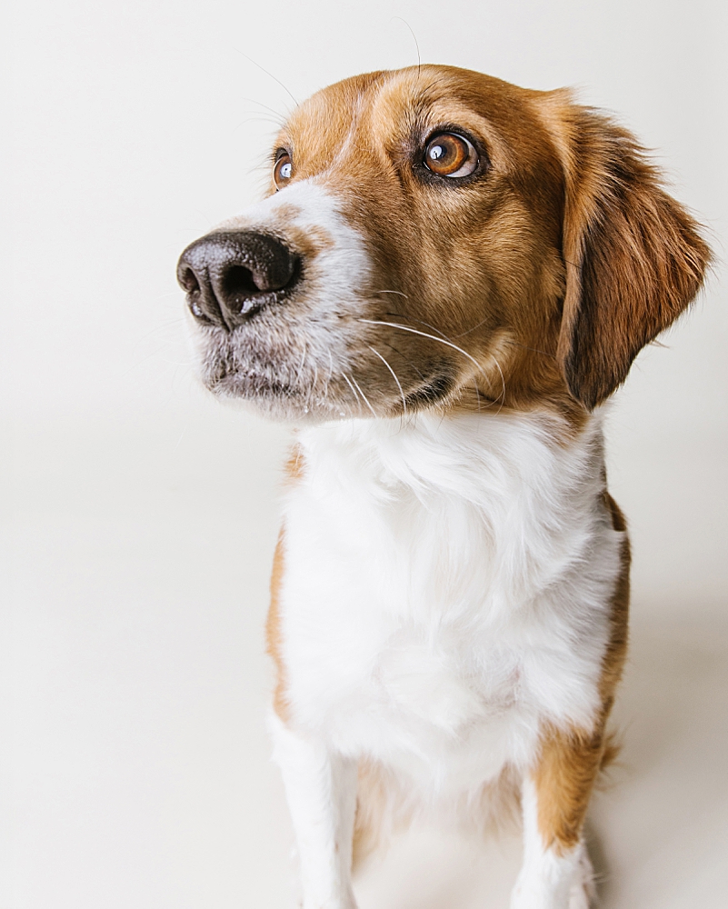 Katie Ballantine Photography. Frederick dog portraits. Frederick dog photography. Best Frederick dog photographer. New Market dog portraits. New Market Dog Photography. Maryland dog portraits.