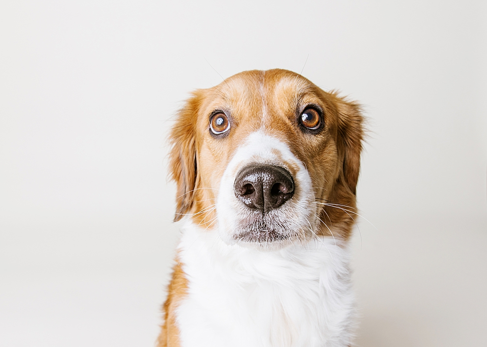 Katie Ballantine Photography. Frederick dog portraits. Frederick dog photography. Best Frederick dog photographer. New Market dog portraits. New Market Dog Photography. Maryland dog portraits.