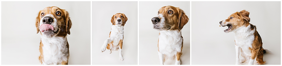 Katie Ballantine Photography. Frederick dog photography. Frederick pet portraits. New Market Dog Photography. New Market dog portraits. Maryland dog photography. Treat catching photography. Dog portraits Frederick.