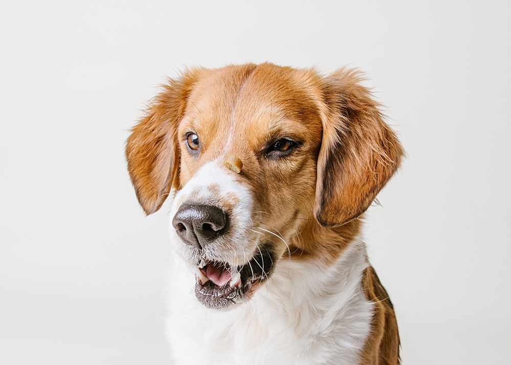 Katie Ballantine Photography. Frederick dog portraits. Frederick dog photography. Best Frederick dog photographer. New Market dog portraits. New Market Dog Photography. Maryland dog portraits.