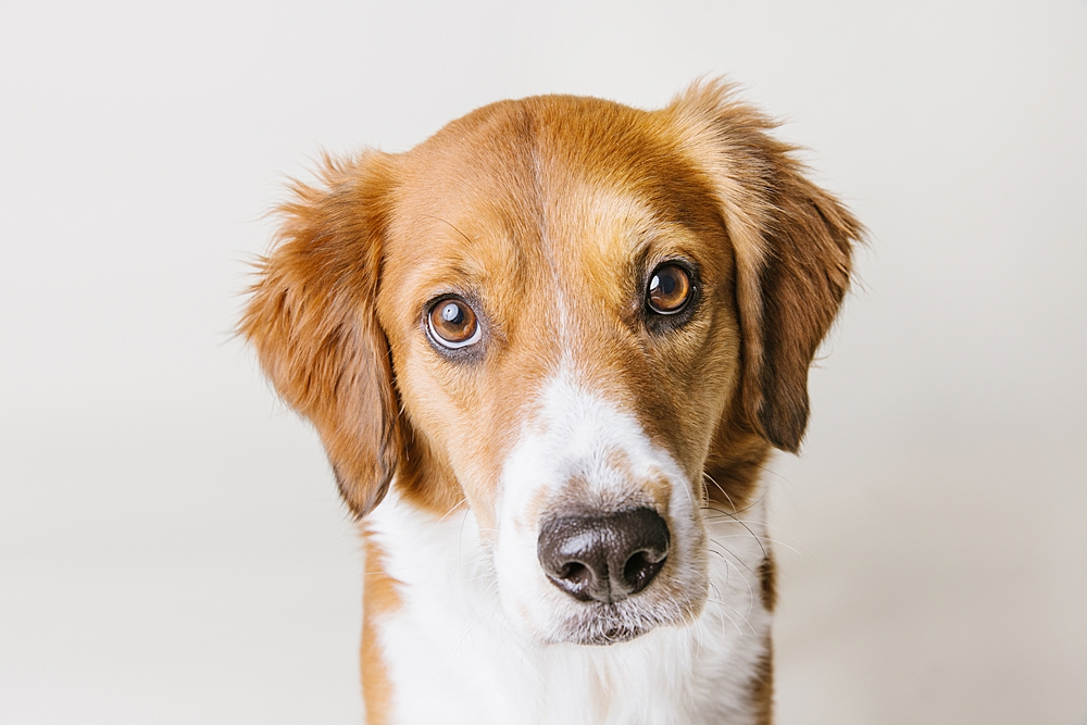 Katie Ballantine Photography. Frederick dog portraits. Frederick dog photography. Best Frederick dog photographer. New Market dog portraits. New Market Dog Photography. Maryland dog portraits.