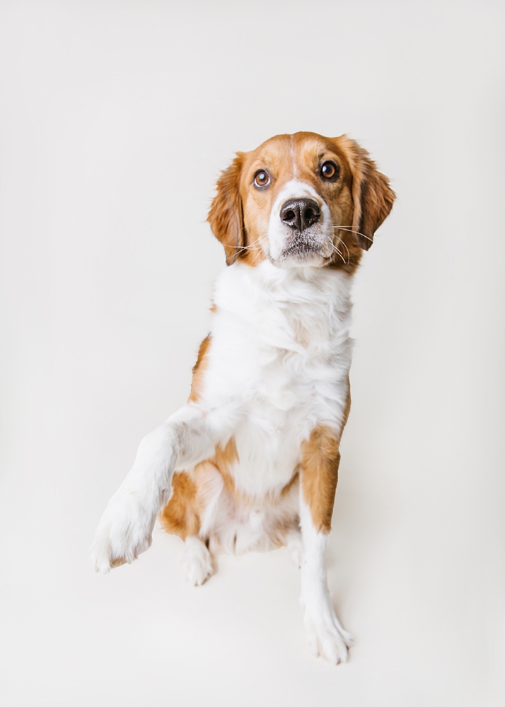 Katie Ballantine Photography. Frederick dog portraits. Frederick dog photography. Best Frederick dog photographer. New Market dog portraits. New Market Dog Photography. Maryland dog portraits.