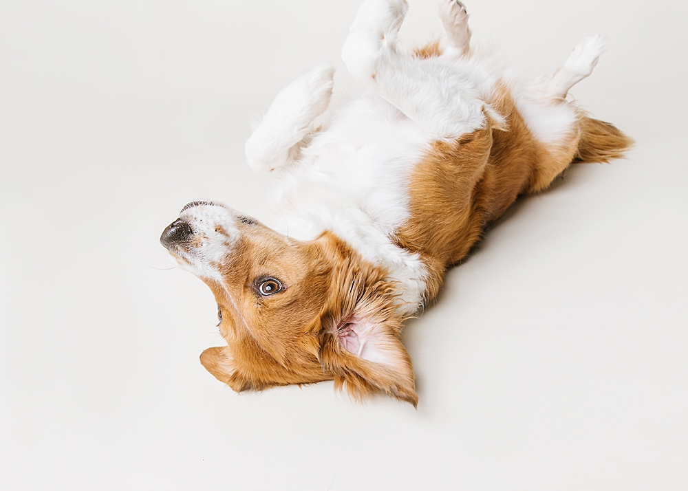 Katie Ballantine Photography. Frederick dog portraits. Frederick dog photography. Best Frederick dog photographer. New Market dog portraits. New Market Dog Photography. Maryland dog portraits.