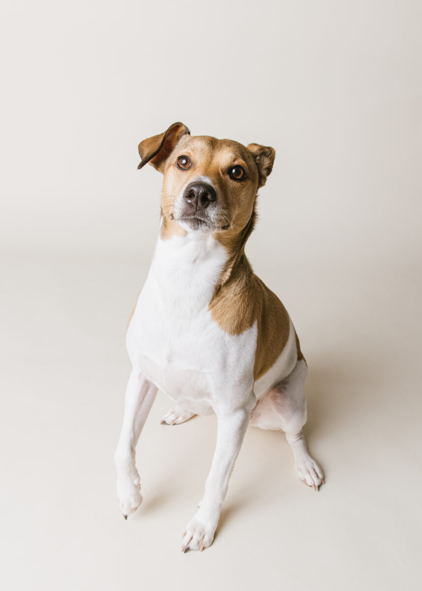 Katie Ballantine Photography. Frederick dog photography. Frederick pet portraits. New Market Dog Photography. New Market dog portraits. Maryland dog photography. Treat catching photography. Dog portraits Frederick.