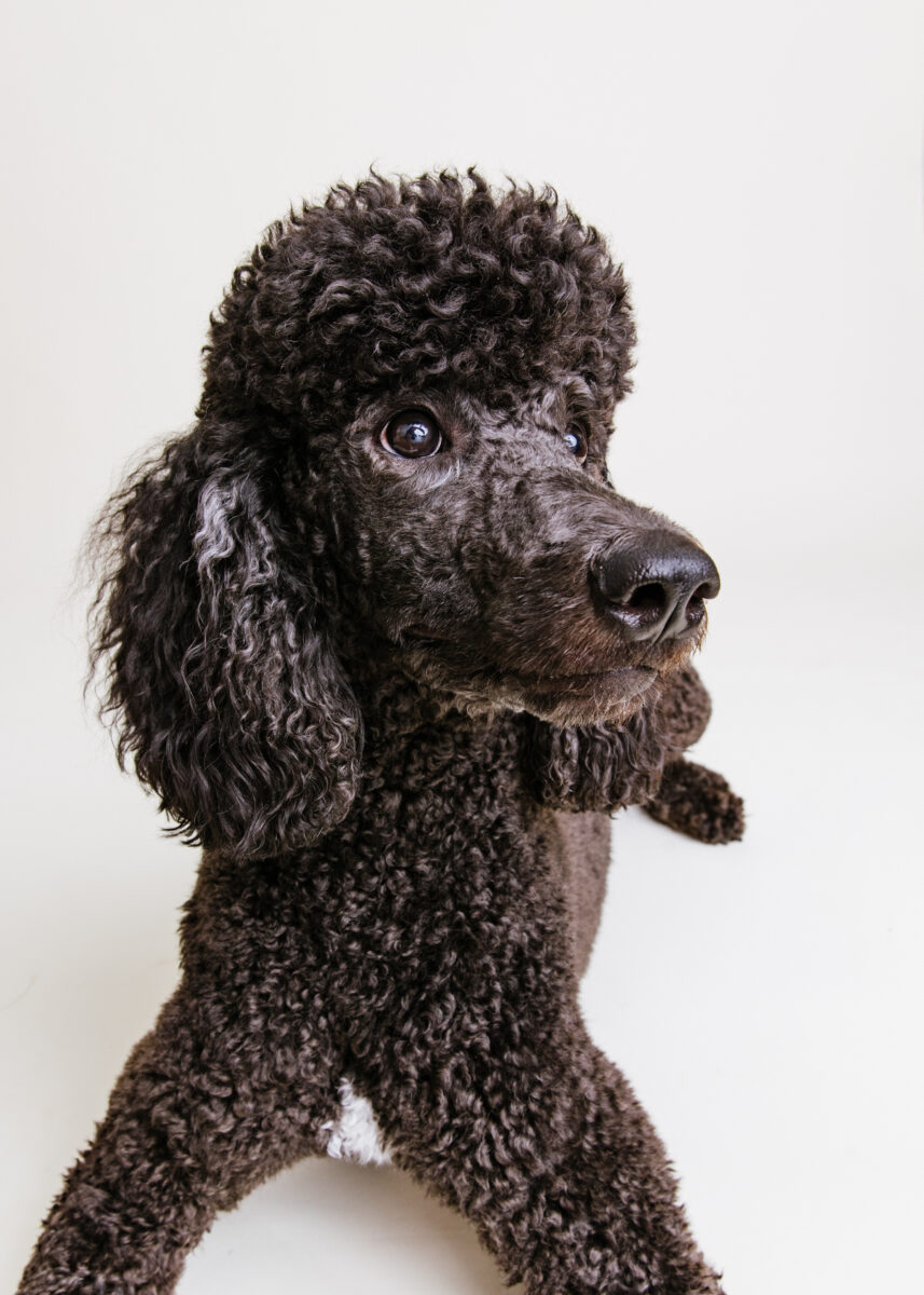 Katie Ballantine Photography. Frederick dog photography. Frederick pet portraits. New Market Dog Photography. New Market dog portraits. Maryland dog photography. Treat catching photography. Dog portraits Frederick.