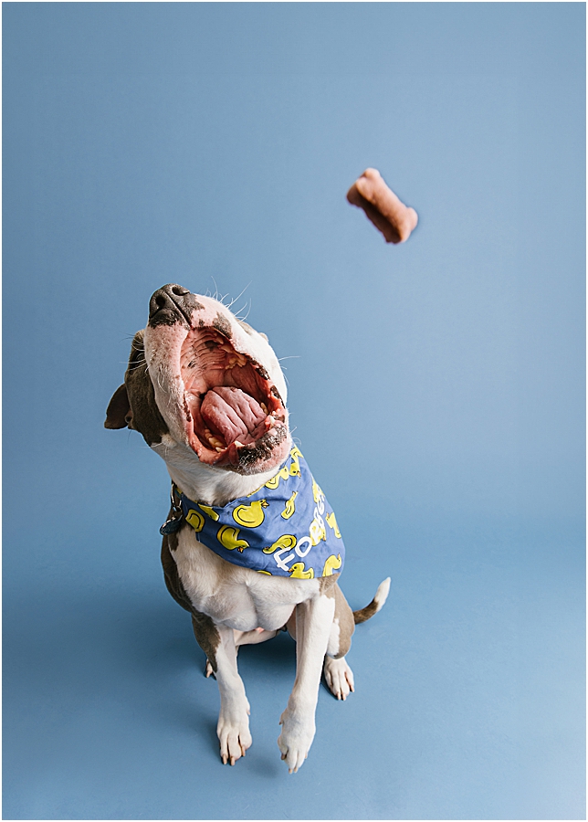 Katie Ballantine Photography. Frederick dog photography. Frederick pet portraits. New Market Dog Photography. New Market dog portraits. Maryland dog photography. Treat catching photography. Dog portraits Frederick.