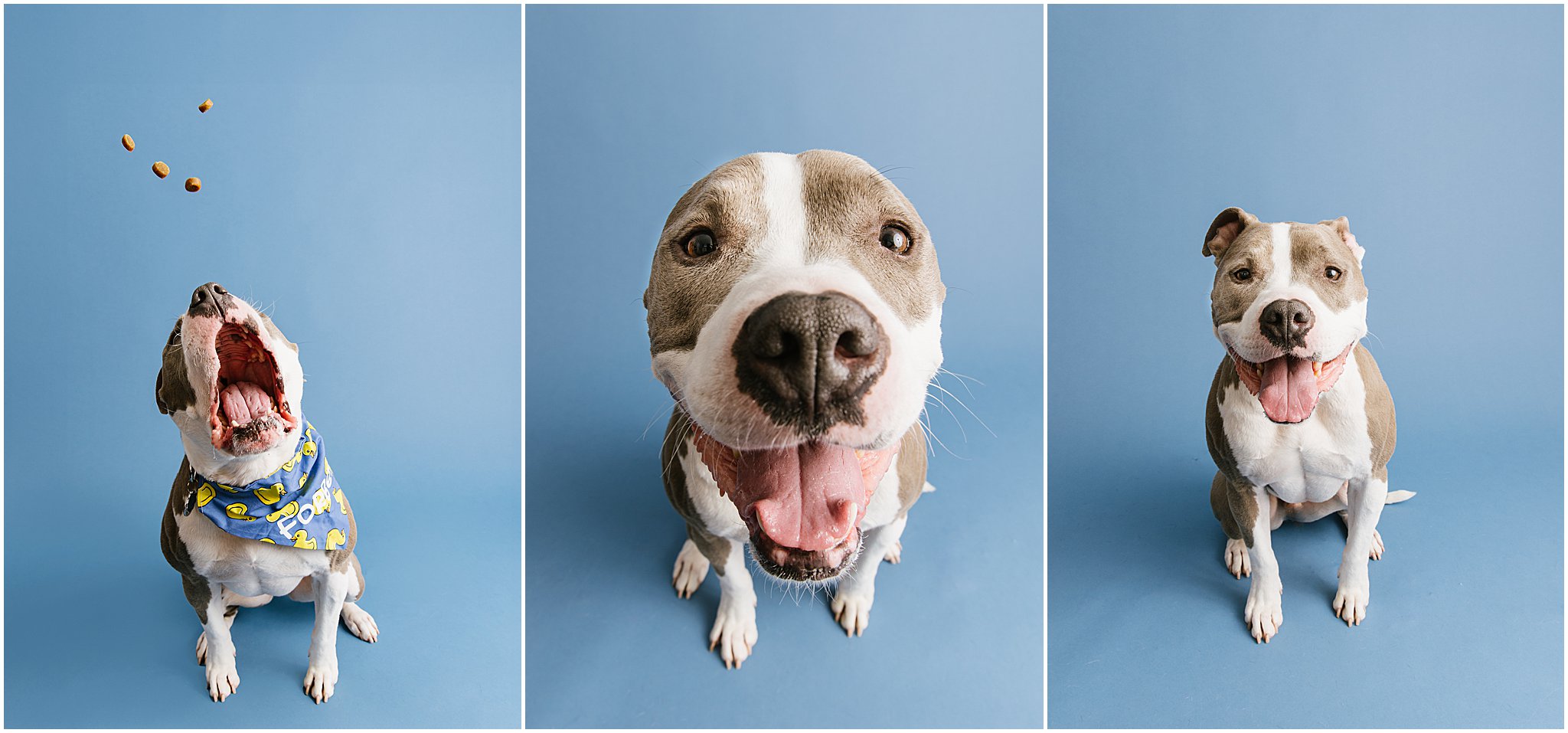 Katie Ballantine Photography. Frederick dog photography. Frederick pet portraits. New Market Dog Photography. New Market dog portraits. Maryland dog photography. Treat catching photography. Dog portraits Frederick.