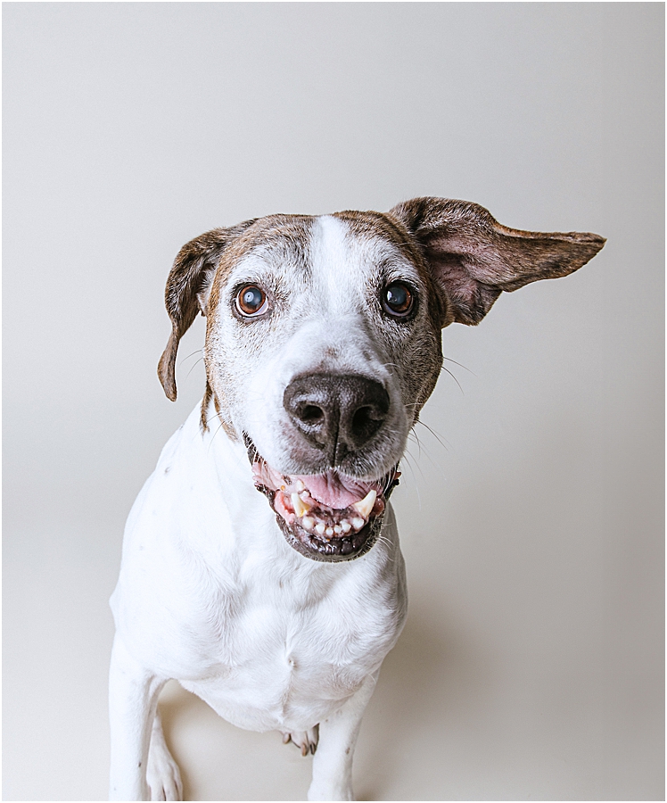 katie ballantine photography. frederick dog photographer. new market dog photographer. frederick dog portraits. maryland dog photographer.