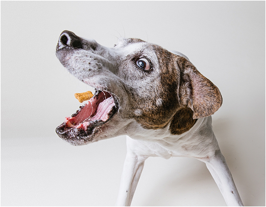 Katie Ballantine. Frederick Dog Photographer. New Market dog photographer. frederick maryland dog portraits.  new market dogs. frederick dog portraits. frederick dog treat catching shots. new market dogs and photos