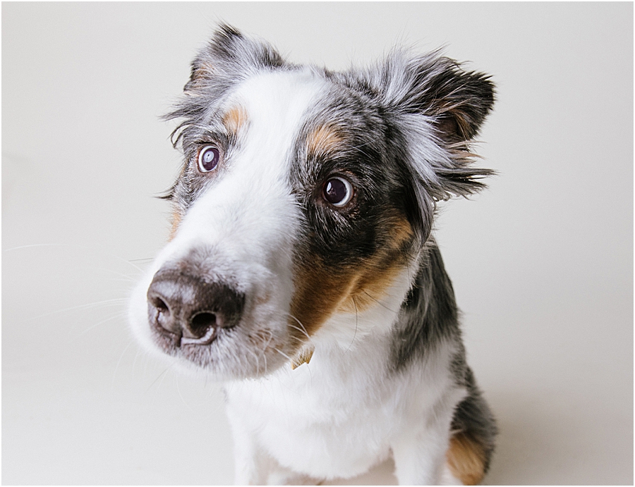 katie ballantine photography. frederick dog photographer. new market dog photographer. frederick dog portraits. maryland dog photographer.