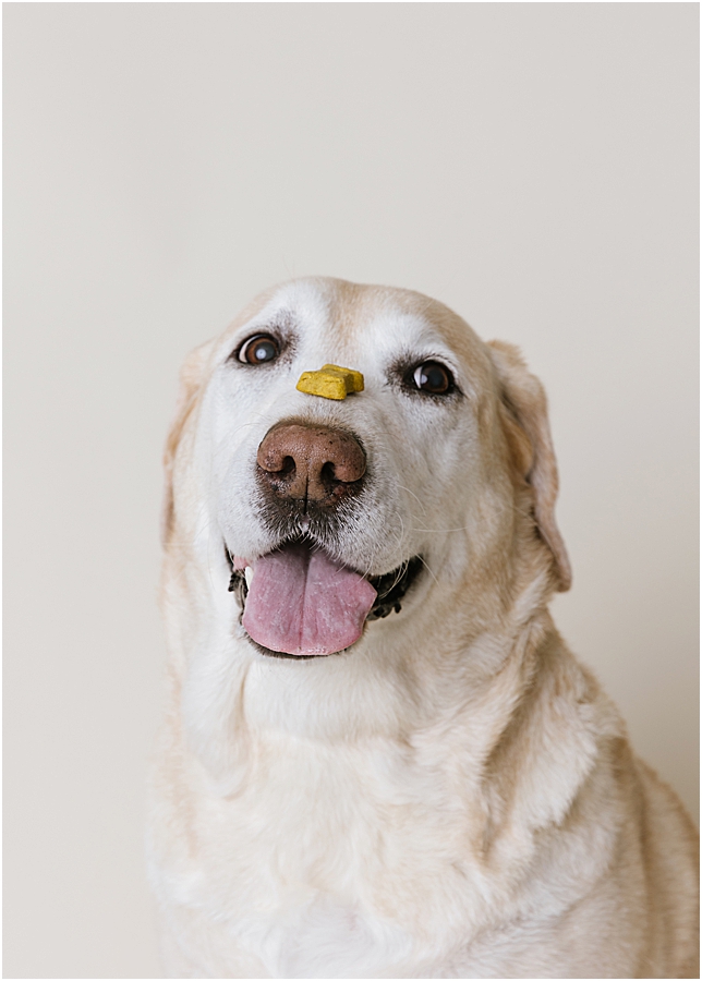 katie ballantine photography. frederick dog photographer. new market dog photographer. frederick dog portraits. maryland dog photographer.