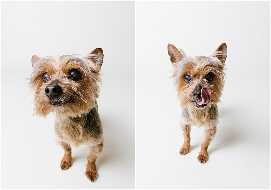 katie ballantine photography. frederick dog photographer. new market dog photographer. frederick dog portraits. maryland dog photographer.