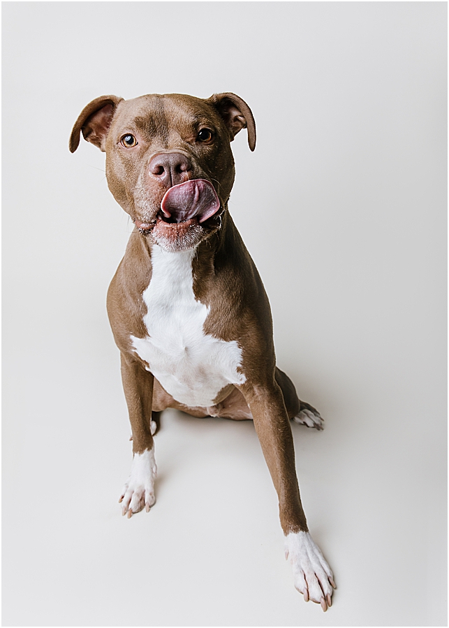 katie ballantine photography. frederick dog photographer. new market dog photographer. frederick dog portraits. maryland dog photographer.
