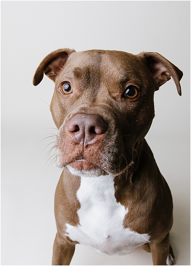 katie ballantine photography. frederick dog photographer. new market dog photographer. frederick dog portraits. maryland dog photographer.