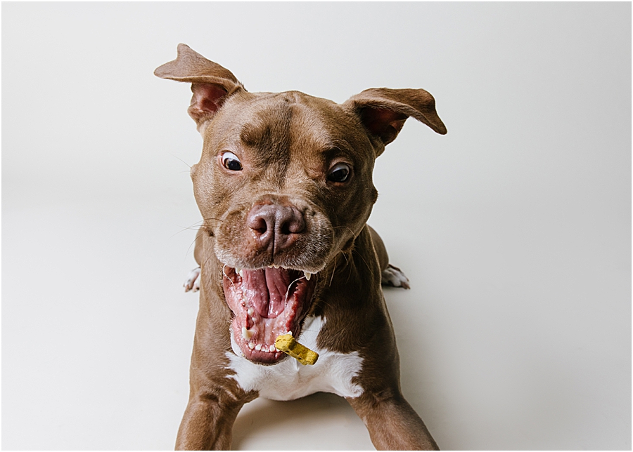 katie ballantine photography. frederick dog photographer. new market dog photographer. frederick dog portraits. maryland dog photographer.