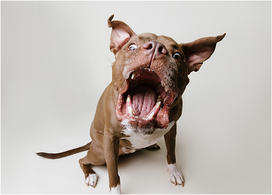 katie ballantine photography. frederick dog photographer. new market dog photographer. frederick dog portraits. maryland dog photographer.