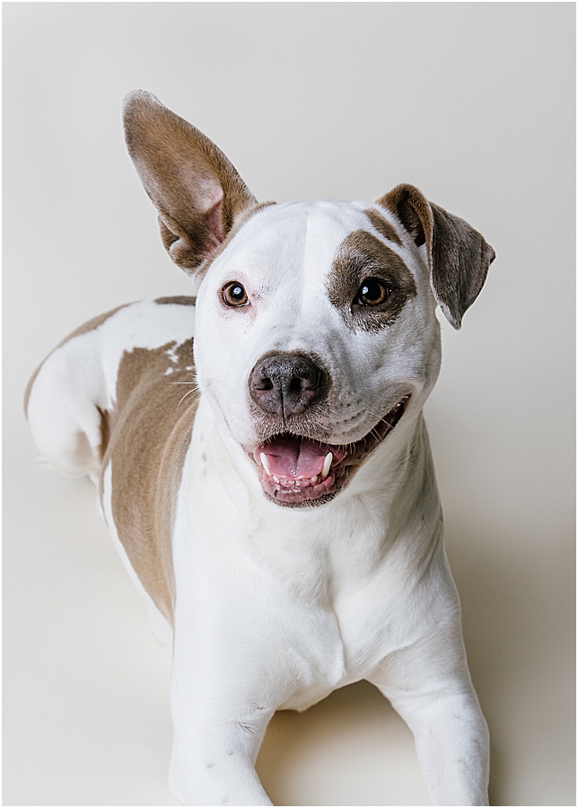 katie ballantine photography. frederick dog photographer. new market dog photographer. frederick dog portraits. maryland dog photographer.