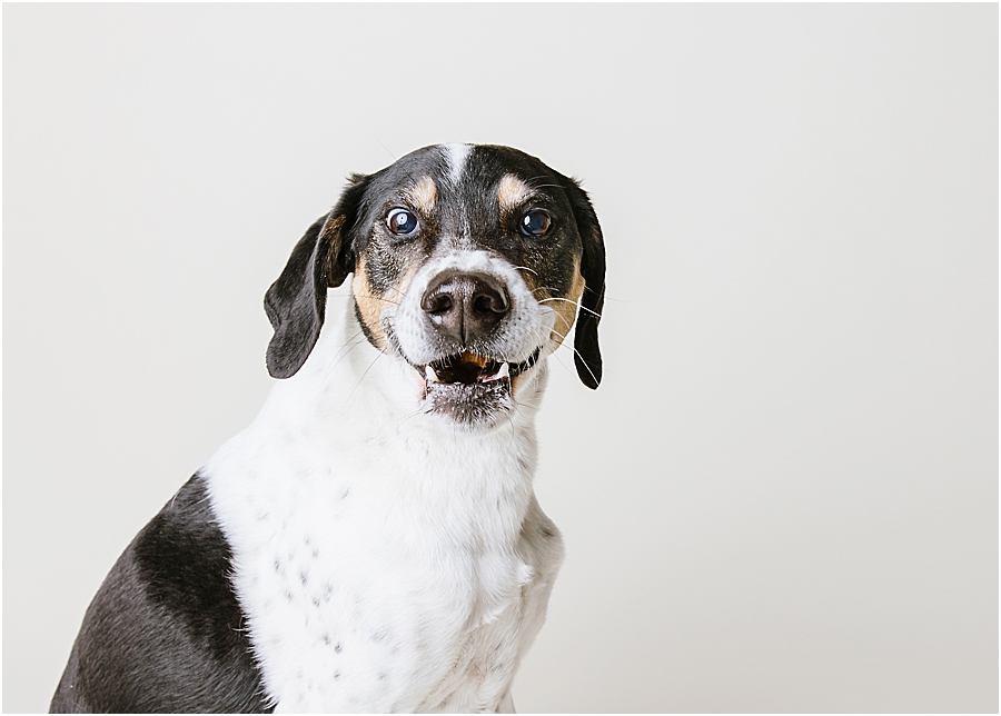 katie ballantine photography. frederick dog photographer. new market dog photographer. frederick dog portraits. maryland dog photographer.