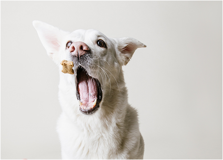 katie ballantine photography. frederick dog photographer. new market dog photographer. frederick dog portraits. maryland dog photographer.
