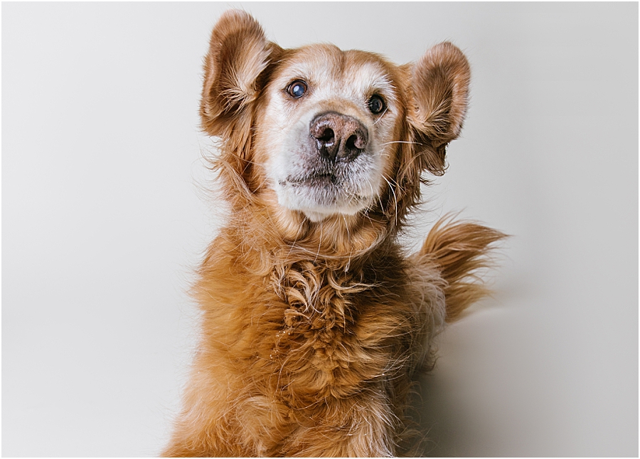 katie ballantine photography. frederick dog photographer. new market dog photographer. frederick dog portraits. maryland dog photographer.
