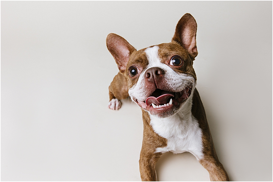 katie ballantine photography. frederick dog photographer. new market dog photographer. frederick dog portraits. maryland dog photographer.