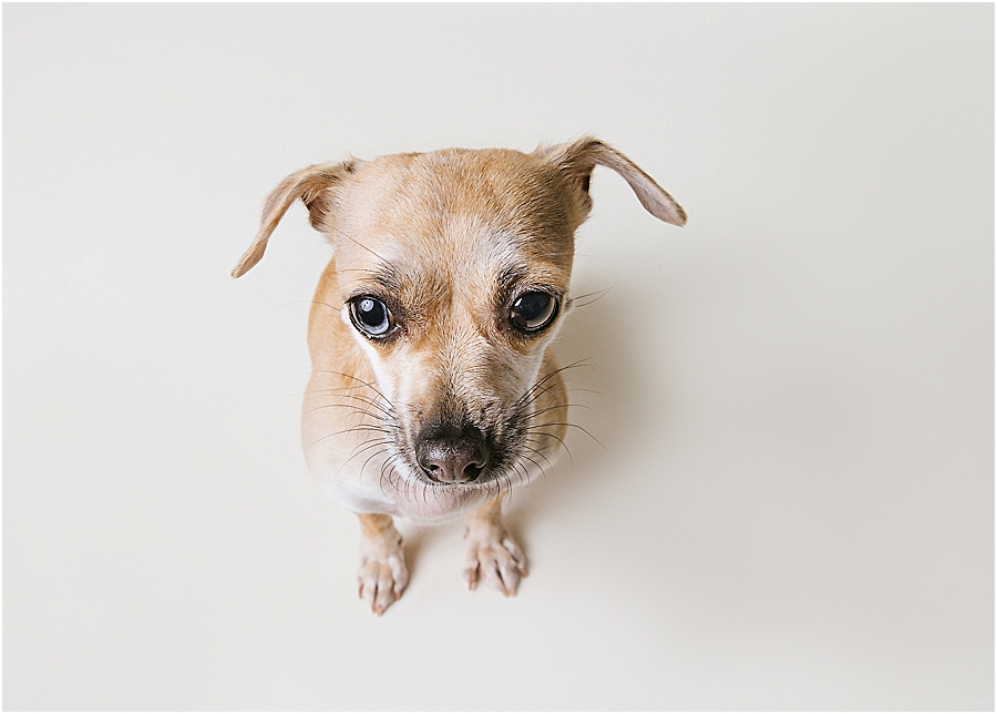 katie ballantine photography. frederick dog photographer. new market dog photographer. frederick dog portraits. maryland dog photographer.