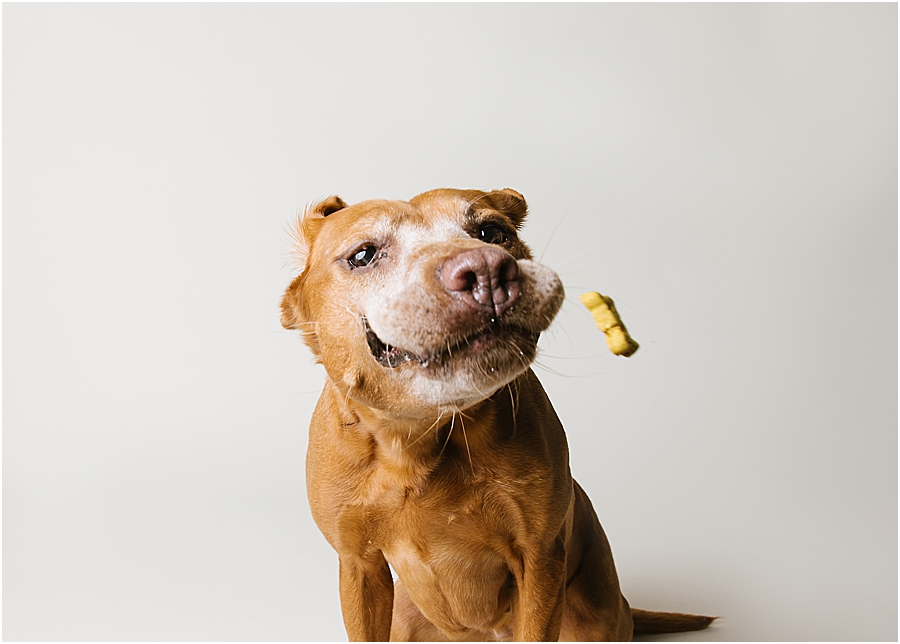 Katie Ballantine. Frederick Dog Photographer. New Market dog photographer. frederick maryland dog portraits.  new market dogs. frederick dog portraits. frederick dog treat catching shots. new market dogs and photos